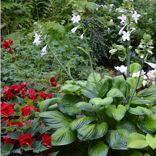 Guacamole Hosta - Image 3