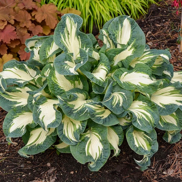 Hans Hosta - Image 3