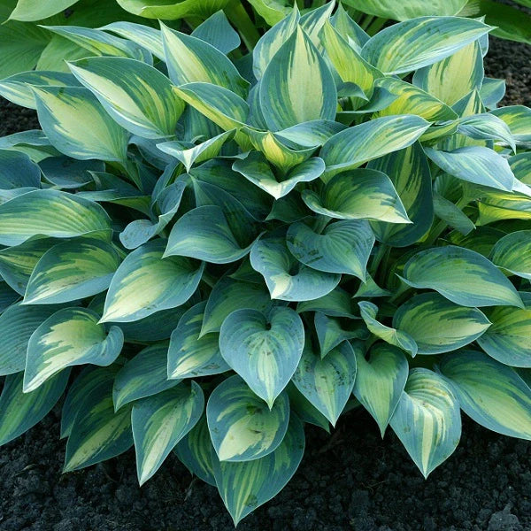 June Hosta