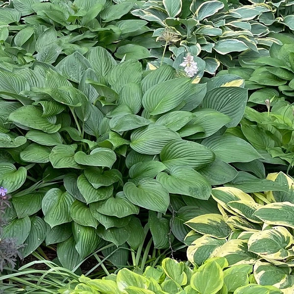 25 Mixed Hosta - Image 2