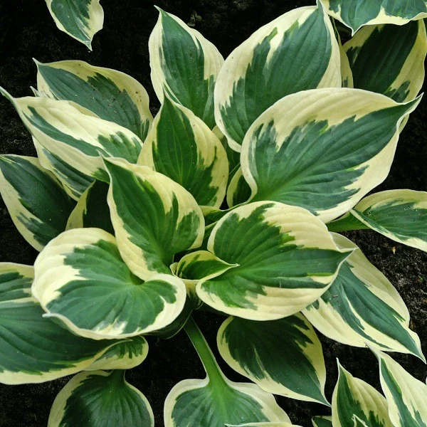 Patriot Hosta - Image 3