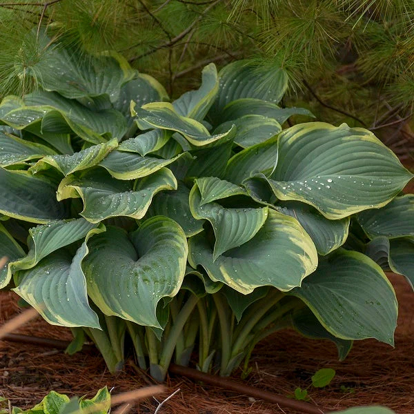 Regal Splendor Hosta - Image 3