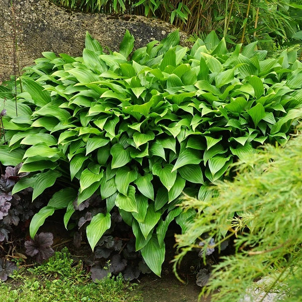 Royal Standard Hosta - Image 2