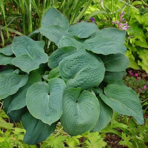 Sieboldiana Elegance Hosta - Image 2