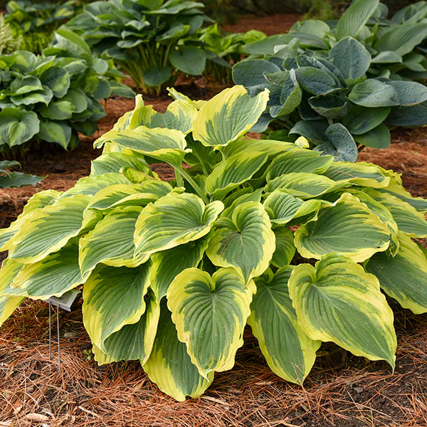 Mini to Mighty Hosta Collection - Image 2