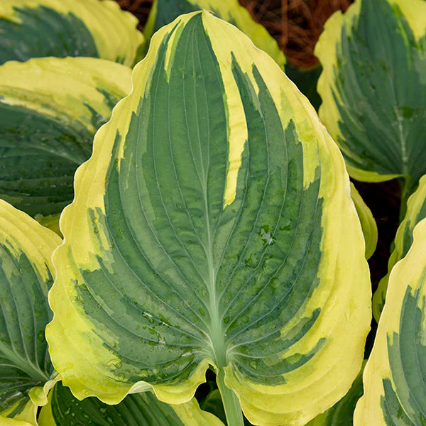 Trendsetter Hosta - Image 2