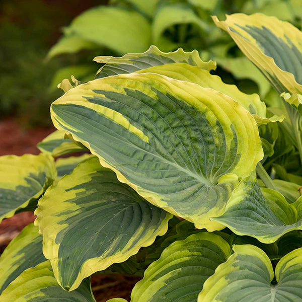Trendsetter Hosta - Image 3