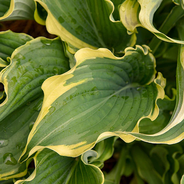 Voices in the Wind Hosta - Image 3