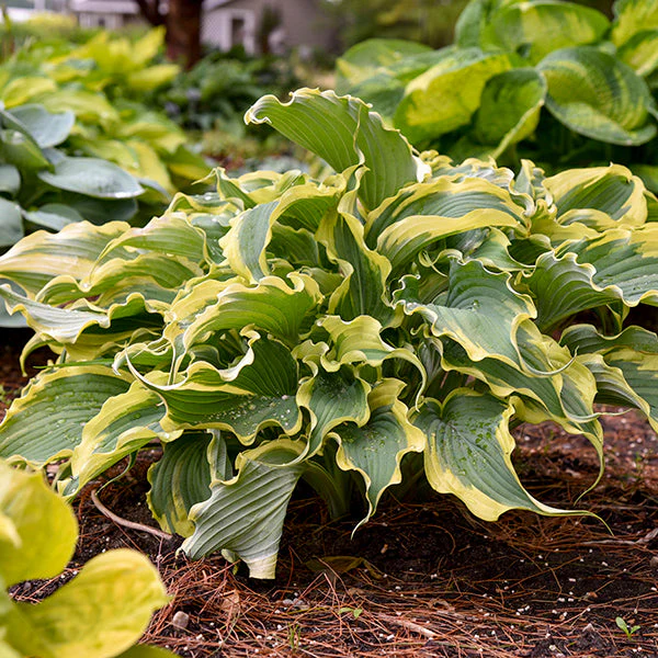 Voices in the Wind Hosta - Image 2