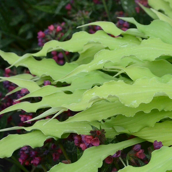 Wiggles and Squiggles Hosta - Image 3