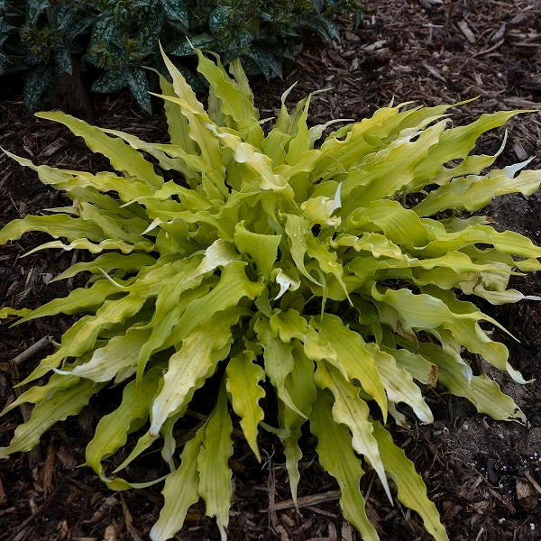 Wiggles and Squiggles Hosta - Image 2