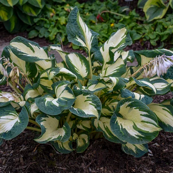 Hans Hosta - Image 2