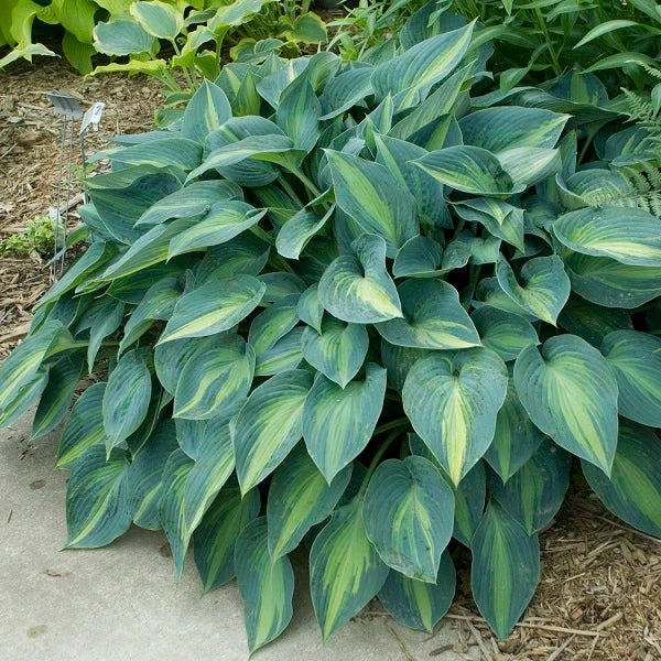 June Hosta - Image 3