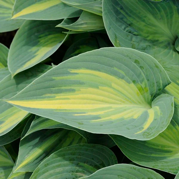 June Hosta - Image 2