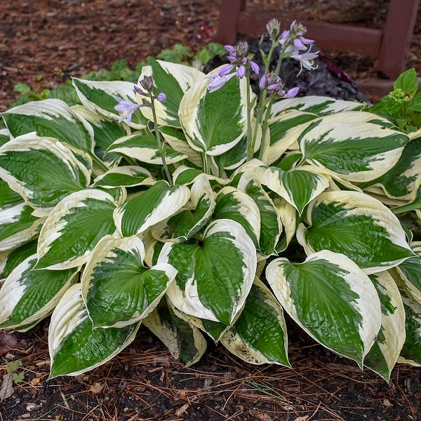 Patriot Hosta - Image 2