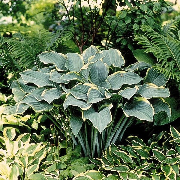 Regal Splendor Hosta - Image 2