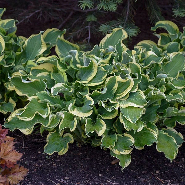 Wheee! Hosta - Image 3