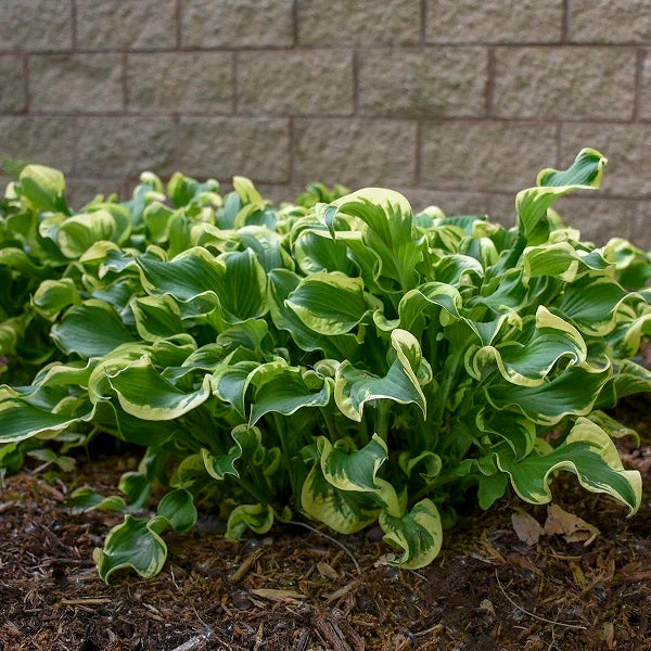 Wheee! Hosta - Image 2
