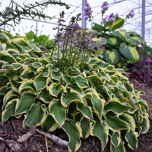 Wrinkle in time Hosta - Image 3