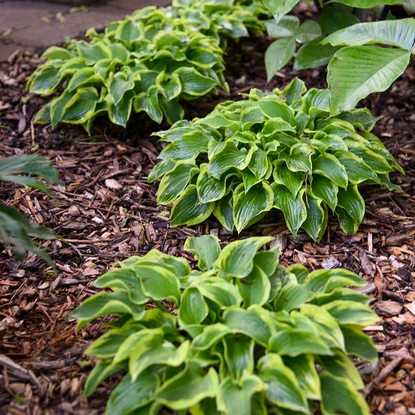 Wrinkle in time Hosta - Image 2