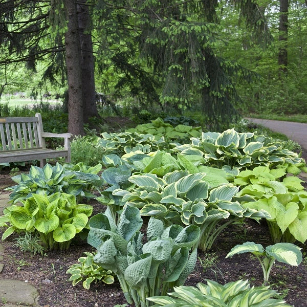 25 Mixed Hosta - Image 3