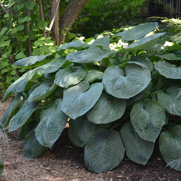 Sieboldiana Elegance Hosta - Image 3