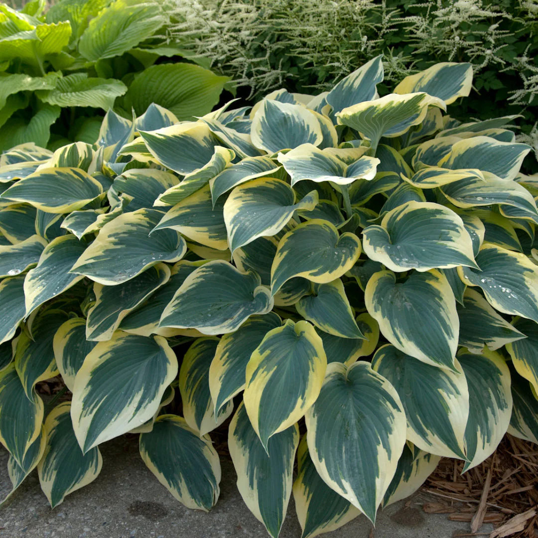 First Frost Hosta - Image 3
