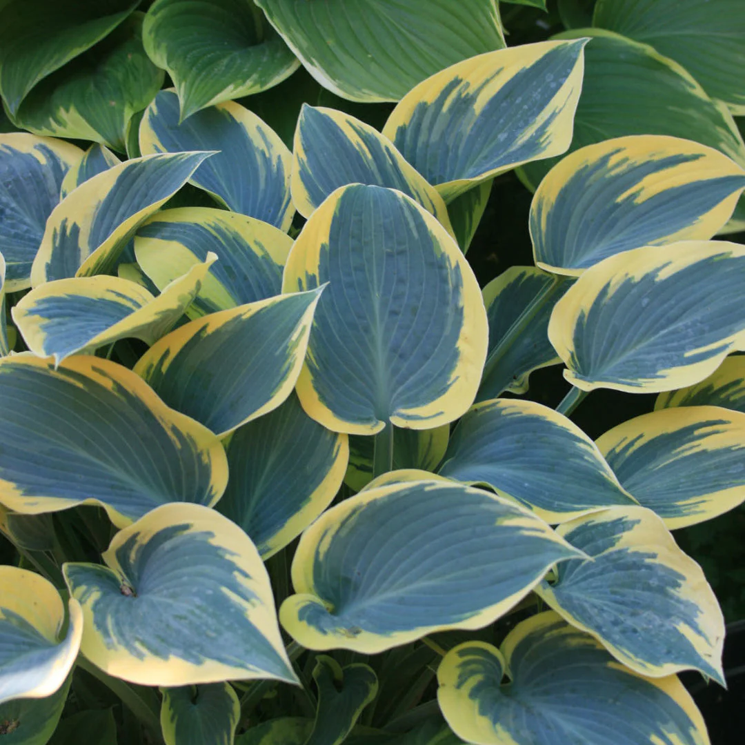 First Frost Hosta - Image 2