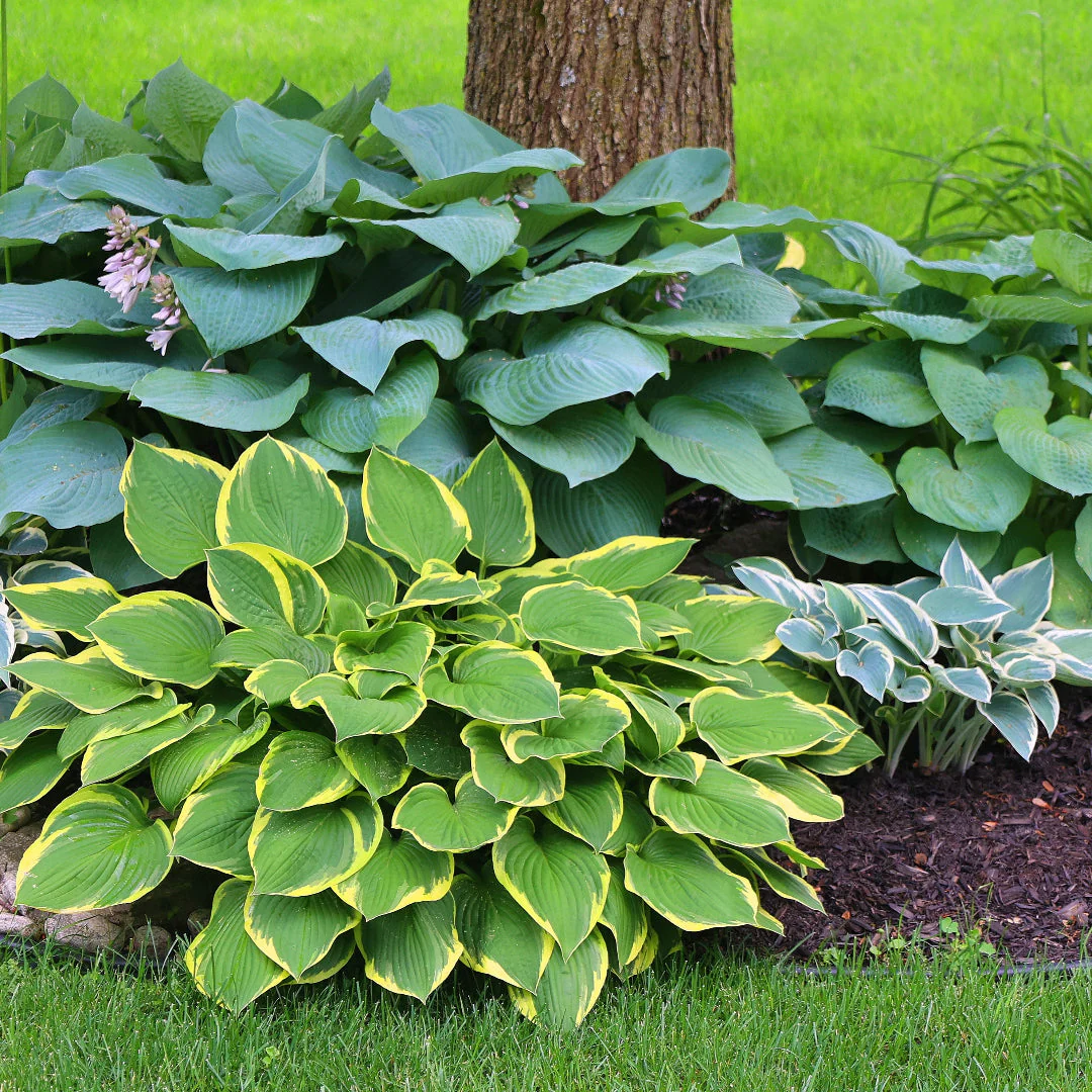 Mini to Mighty Hosta Collection