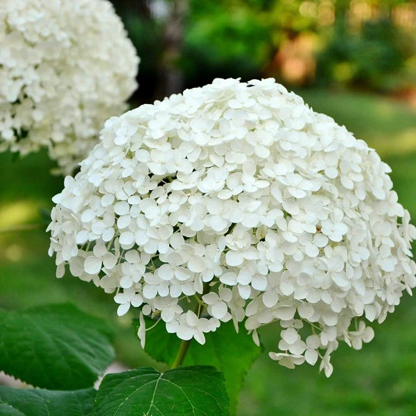 Lady Annabelle Hydrangea - Image 2