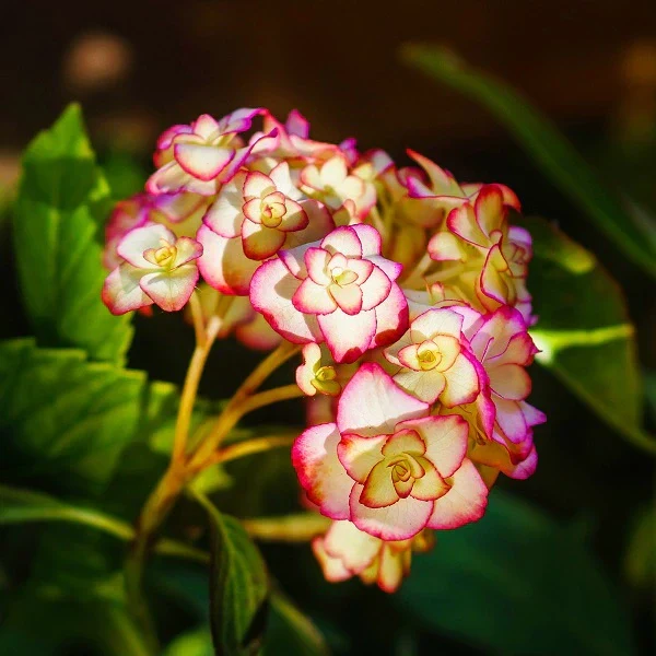 Miss Saori Hydrangea - Image 2