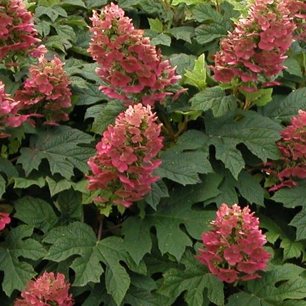 Ruby Slippers Oakleaf Hydrangea - Image 2