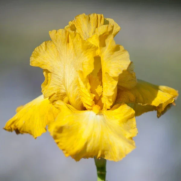 Reblooming Iris Collection - Image 3