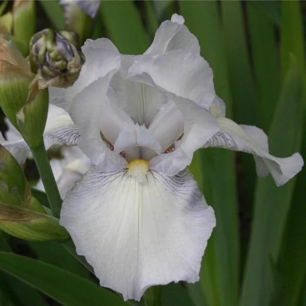English Cottage – Iris