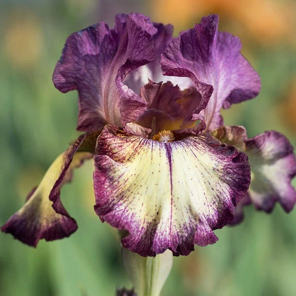 Innocent Star – Iris