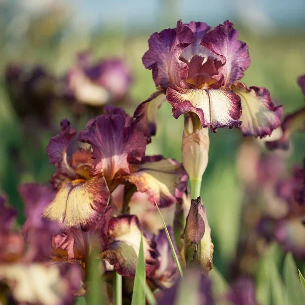 Reblooming Iris Collection - Image 2