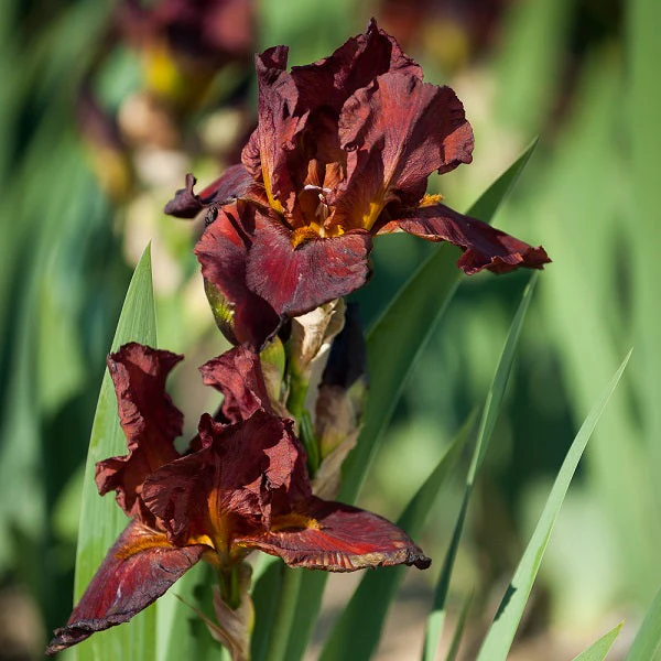 Bernice’s Legacy – Iris