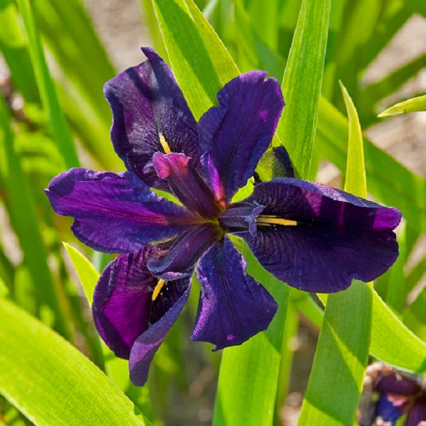 Black Gamecock – Louisiana Iris