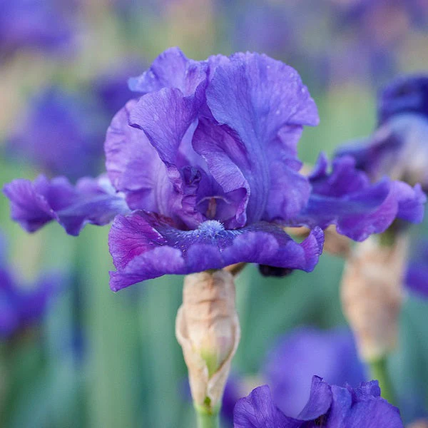 Dashing – Iris