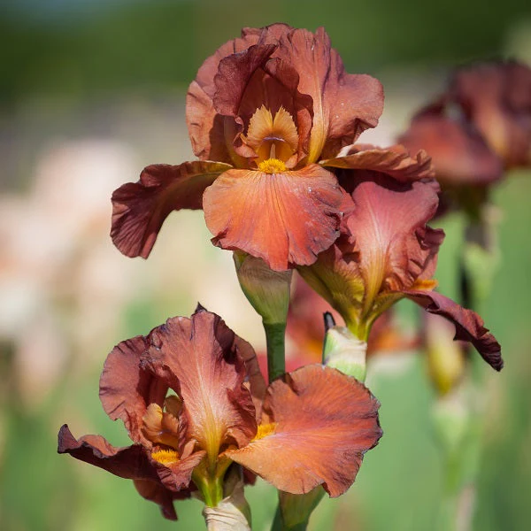My Friend Jonathan – Iris