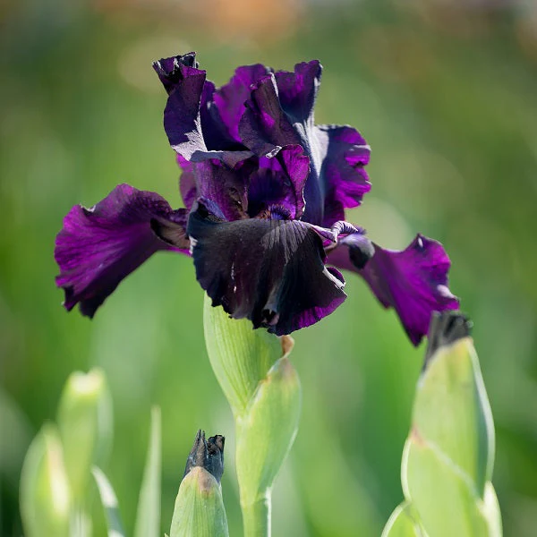 Ozark Rebounder Iris - Image 2