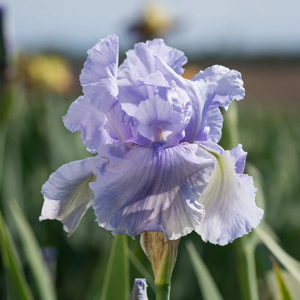 Rio Vista – Iris