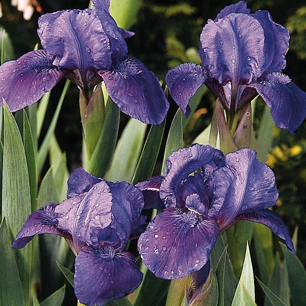 Smell the Roses - Dwarf Iris - Image 2