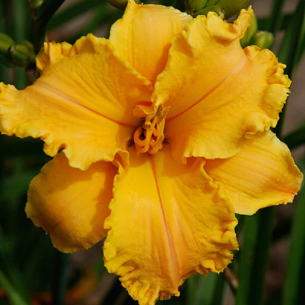 Indira Daylily