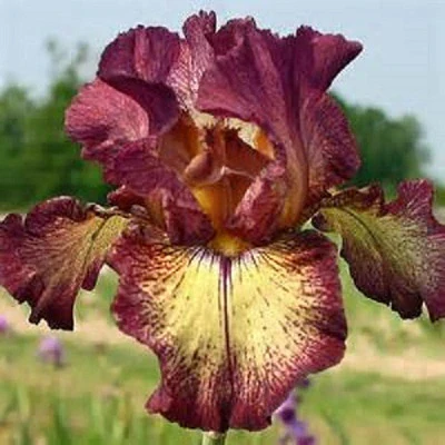 Innocent Star - Iris - Image 2