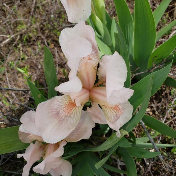 Betsey Boo – Dwarf Iris
