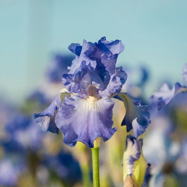Blue Reblooming Iris - Image 2