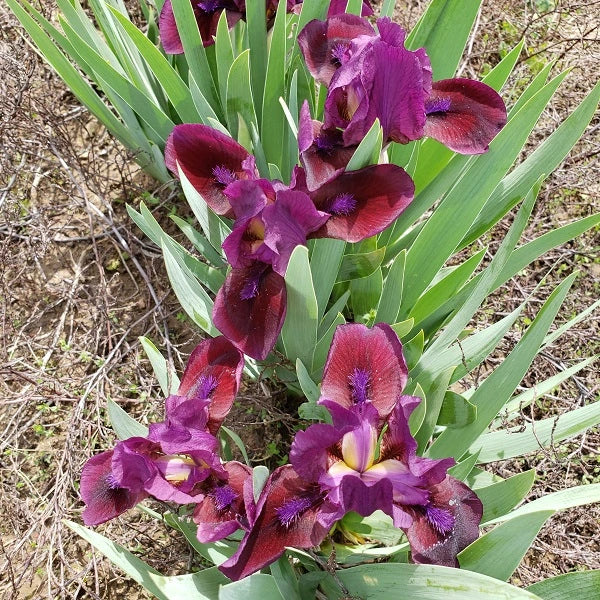 Candy Apple - Dwarf Iris - Image 2