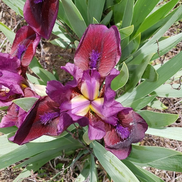 Candy Apple – Dwarf Iris