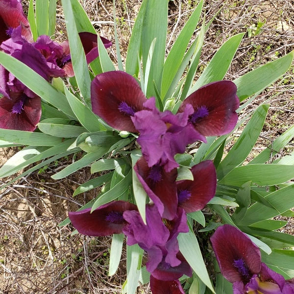 Candy Apple - Dwarf Iris - Image 3
